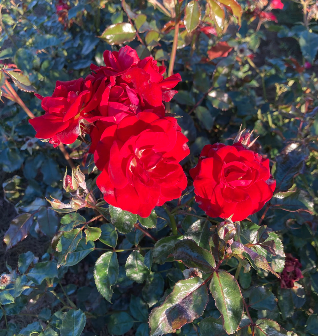 1 bare root scarlet Floribunda Rose (Queen Elizabeth) Includes Postage
