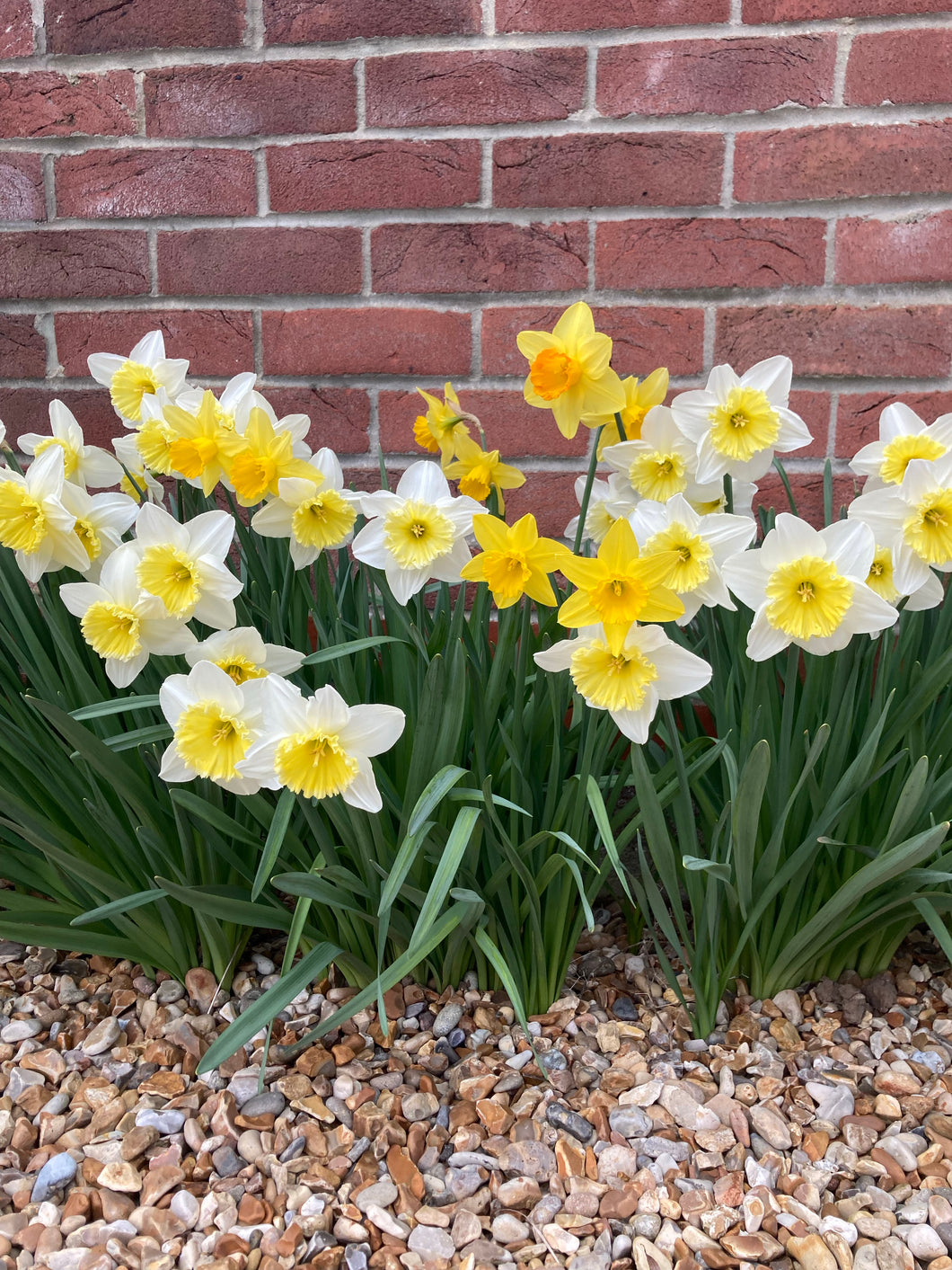 5 bulbs of Daffodil (mixed varieties) Includes Postage