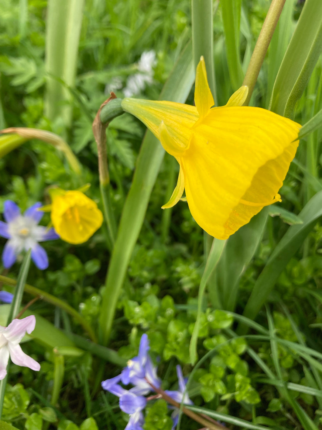 5 bulbs of Narcissus bulbocodium (Golden Bells) Includes Postage