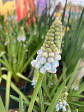 Load image into Gallery viewer, 5 bulbs of Muscari/Grape Hyacinth (Peppermint) Includes Postage

