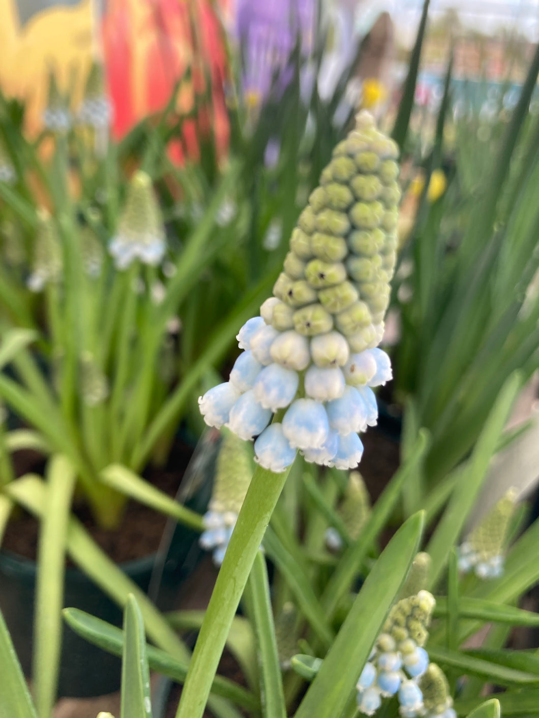 5 bulbs of Muscari/Grape Hyacinth (Peppermint) Includes Postage