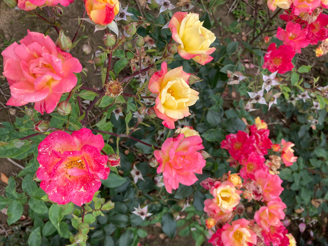 2 bare root tricolour Climbing Roses (Masquerade) Includes Postage