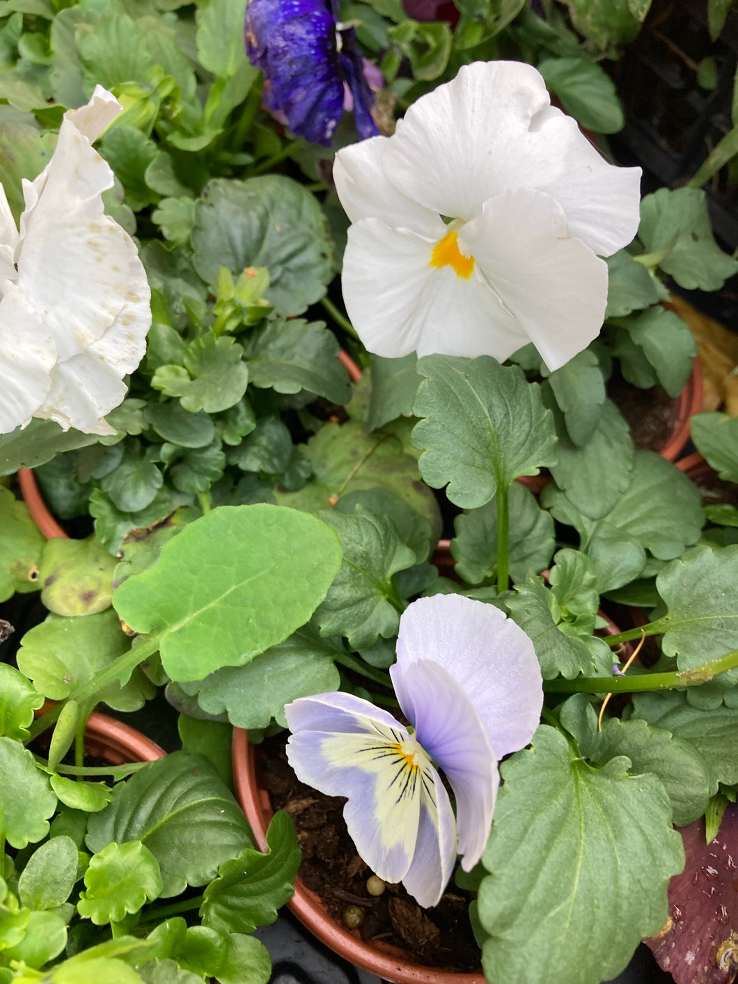 3 potted plants of Pansies (mixed colours) Includes Postage