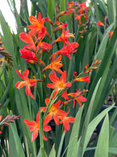 Load image into Gallery viewer, 50 corms of Crocosmia/Montbretia (Carmine Brilliant) Includes Postage
