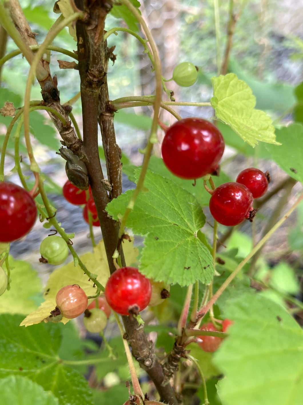 3 plugs/young transplants of Redcurrant for Grow-Your-Own Includes Postage