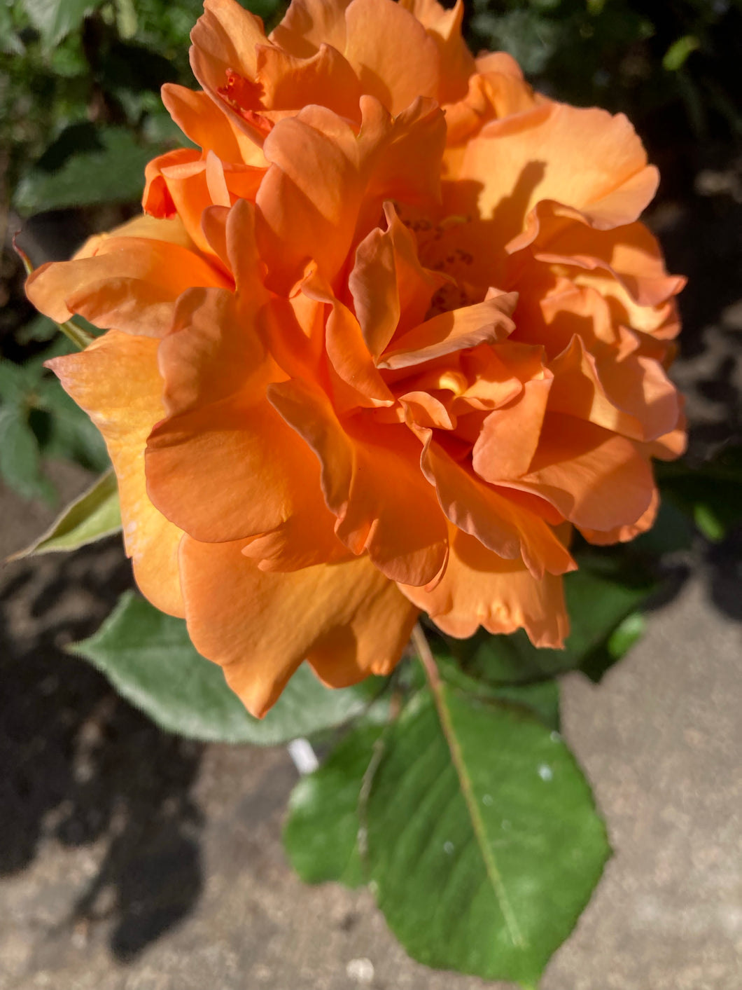 1 bare root Hybrid Tea Rose (Doris Tysterman) Includes Postage