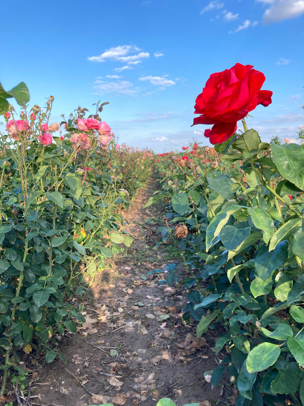2 bare root red climbing roses (Ena Harkness) Includes Postage