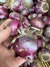 Load image into Gallery viewer, 50 bulbs of Hyacinth (Red Glory) Includes Postage
