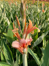 Load image into Gallery viewer, 3 tubers of striped leaves Canna Lily (Stuttgart) Includes Postage
