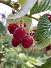 Load image into Gallery viewer, 2 bare root stock/canes of Raspberry plants (Glen Ample) Includes Postage
