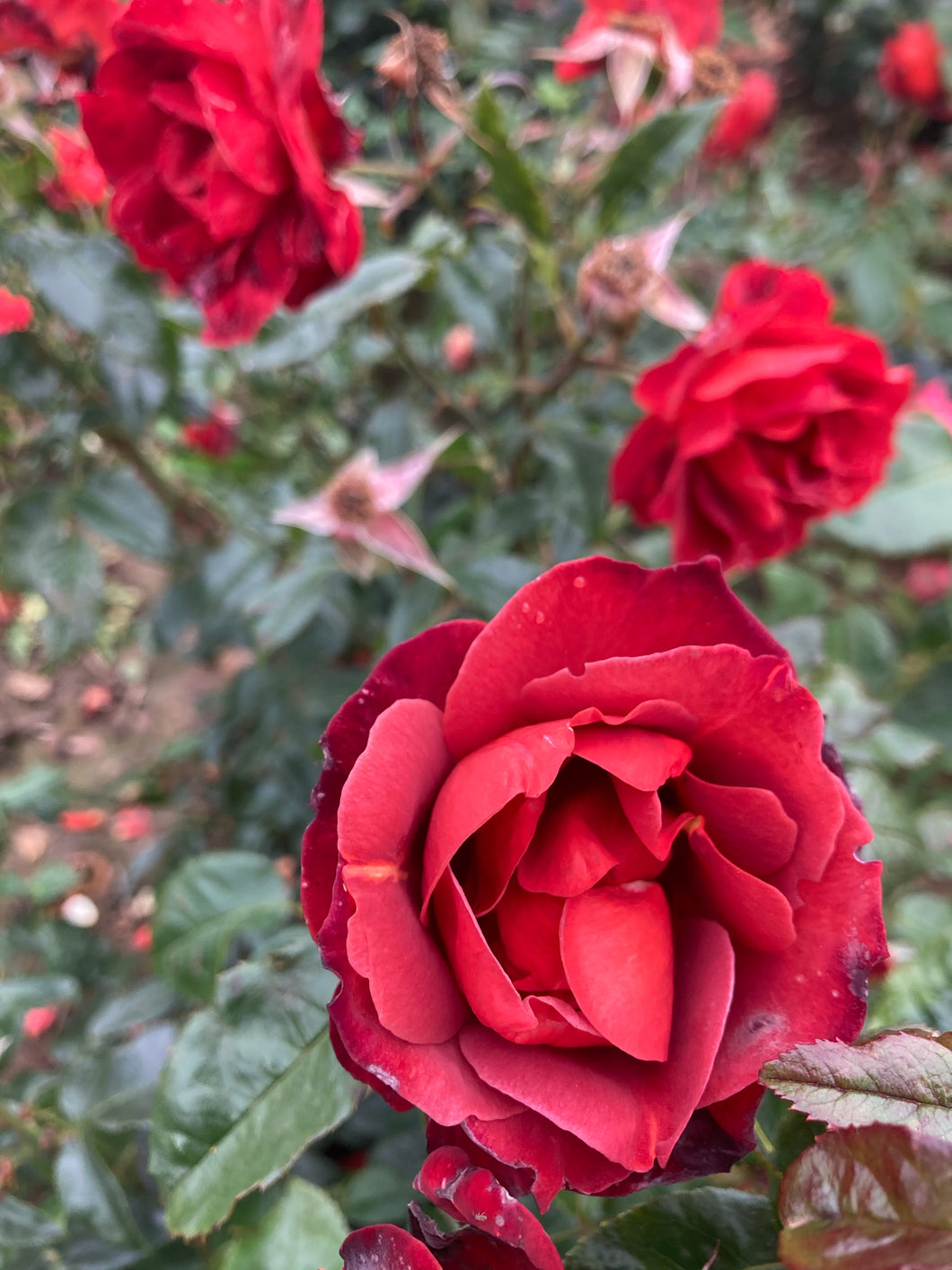 2 root wrapped Floribunda Roses (Hot Chocolate) Includes Postage