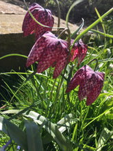 Load image into Gallery viewer, 2 bulbs of Fritillaria meleagris (Snake&#39;s Head Fritillary) Includes Postage
