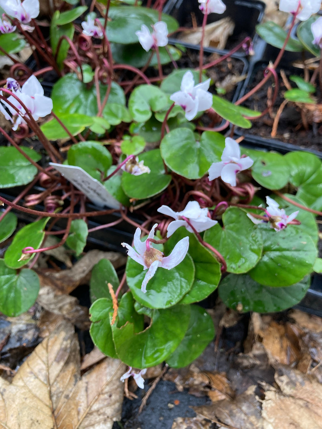 3 plants of white Hardy Cyclamen (Cyclamen coum) Includes Postage