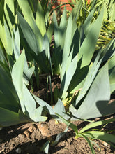 Load image into Gallery viewer, 1 rhizome of pink Bearded (Iris germanica) Includes Postage
