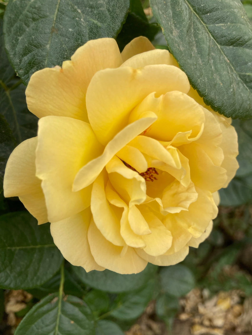 1 bare root yellow Climbing Rose (Arthur Bell) Includes Postage