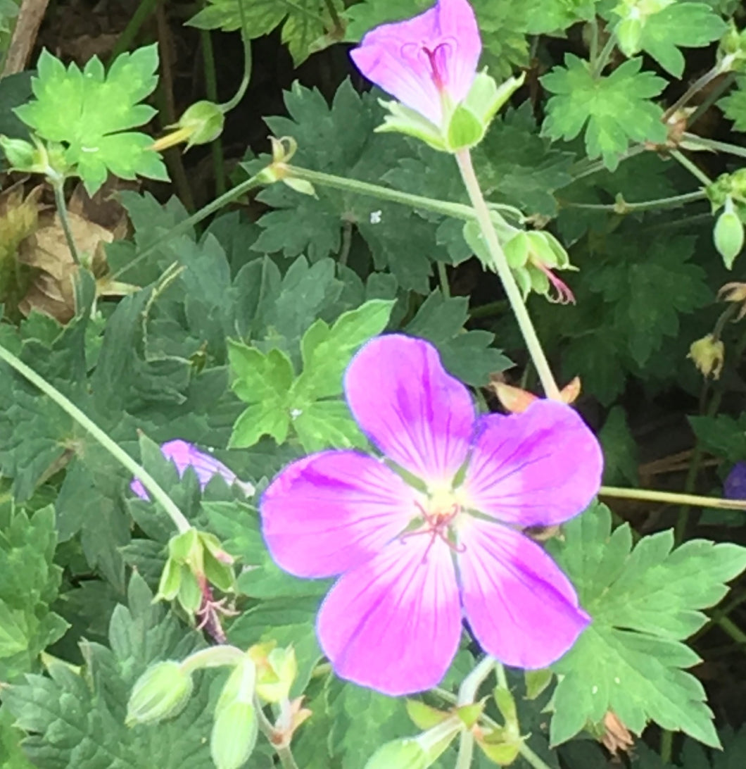 5 roots of Hardy Geranium/Cranesbill (Wargrave Pink) Includes Postage
