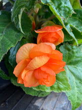 Load image into Gallery viewer, 6 corms of orange double Begonia Includes Postage
