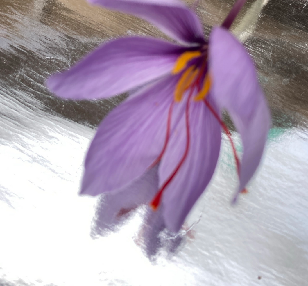20 bulbs of Crocus sativus (Autumn Flowering Saffron/Saffron Crocus) Includes Postage