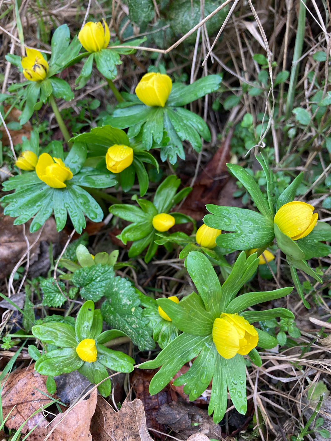 20 corms of Eranthis hymenalis (Winter Aconite) Includes Postage