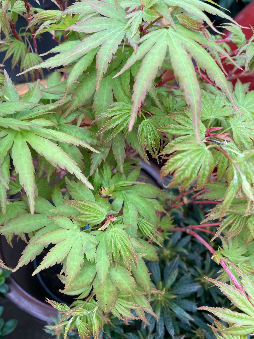 2 Potted Plants of Acer (Going Green) in 9cm Pot Includes Postage