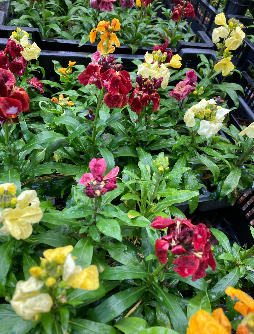 24 plants of  Winter Wallflowers Includes Postage