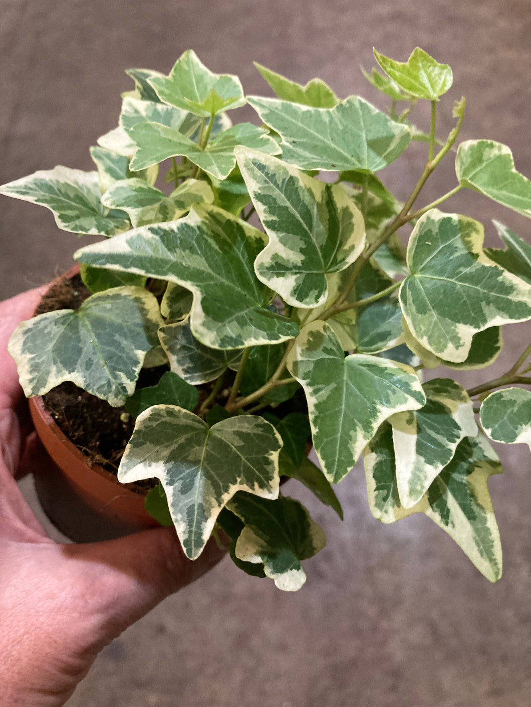 1 small plant of Variegated Ivy Includes Postage