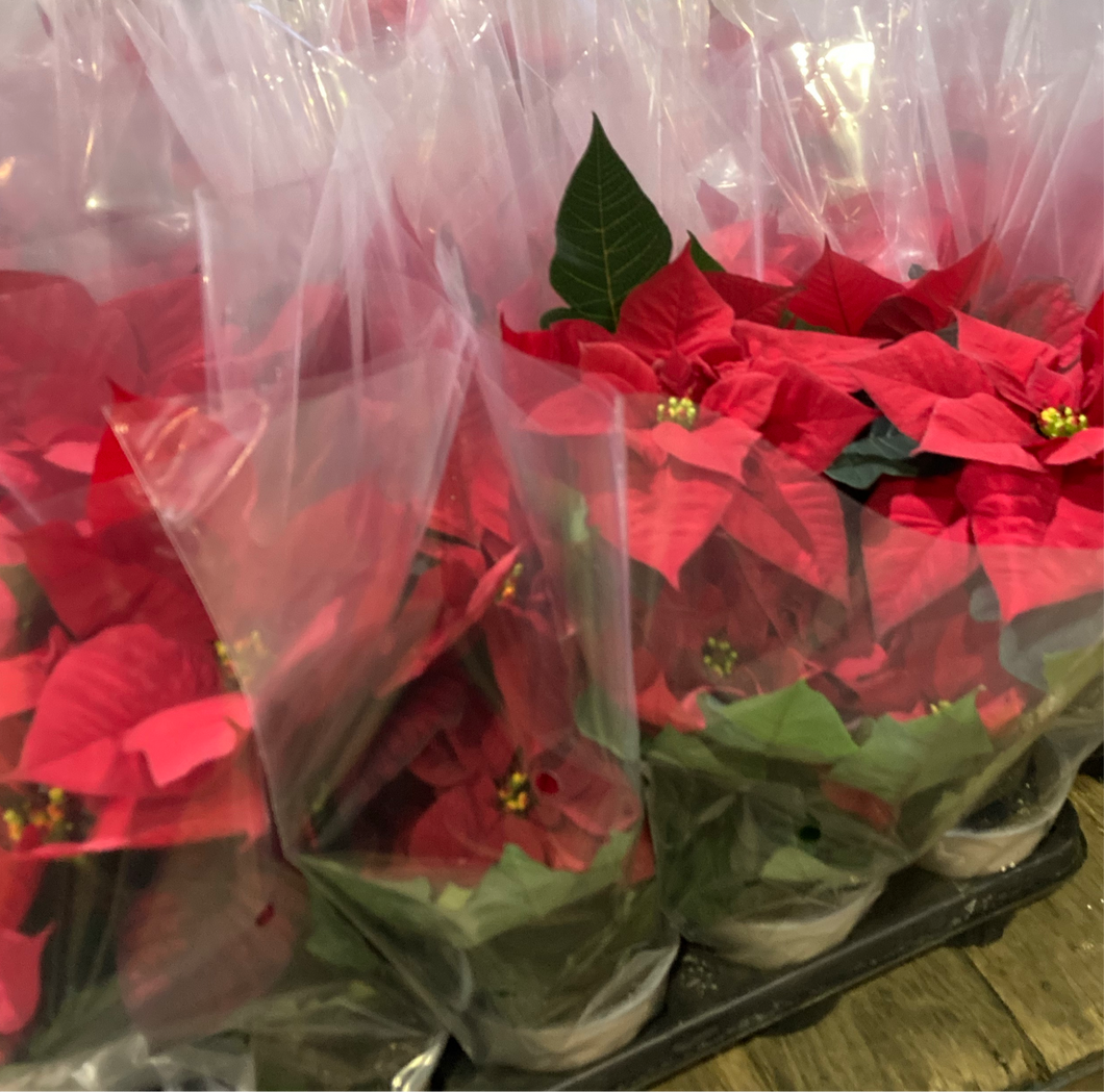 1 potted plant of red Poinsettia in 15cm pot (for Christmas decoration) Includes Postage