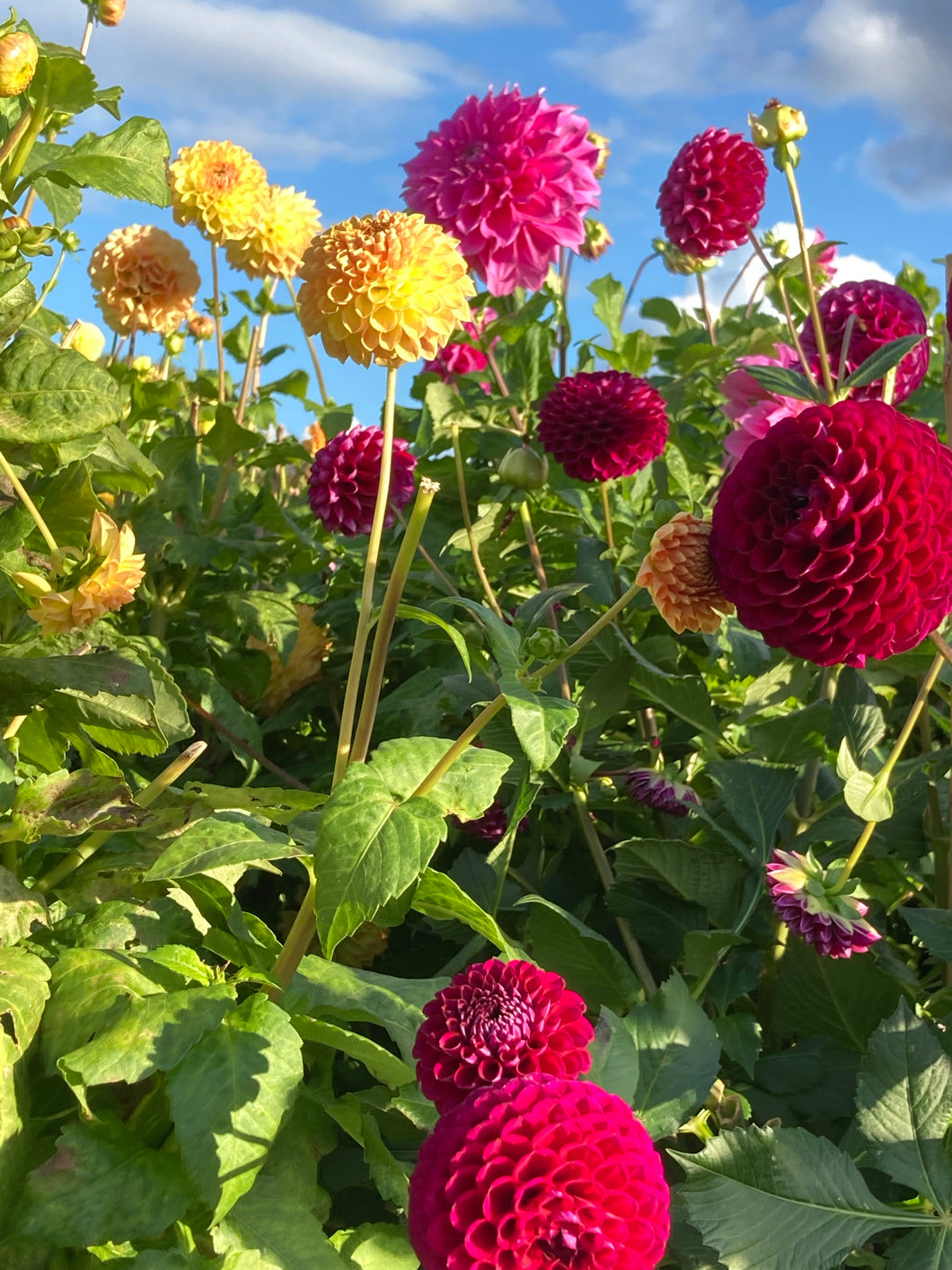5 tubers of pompon Dahlia (mixed colours) Includes Postage