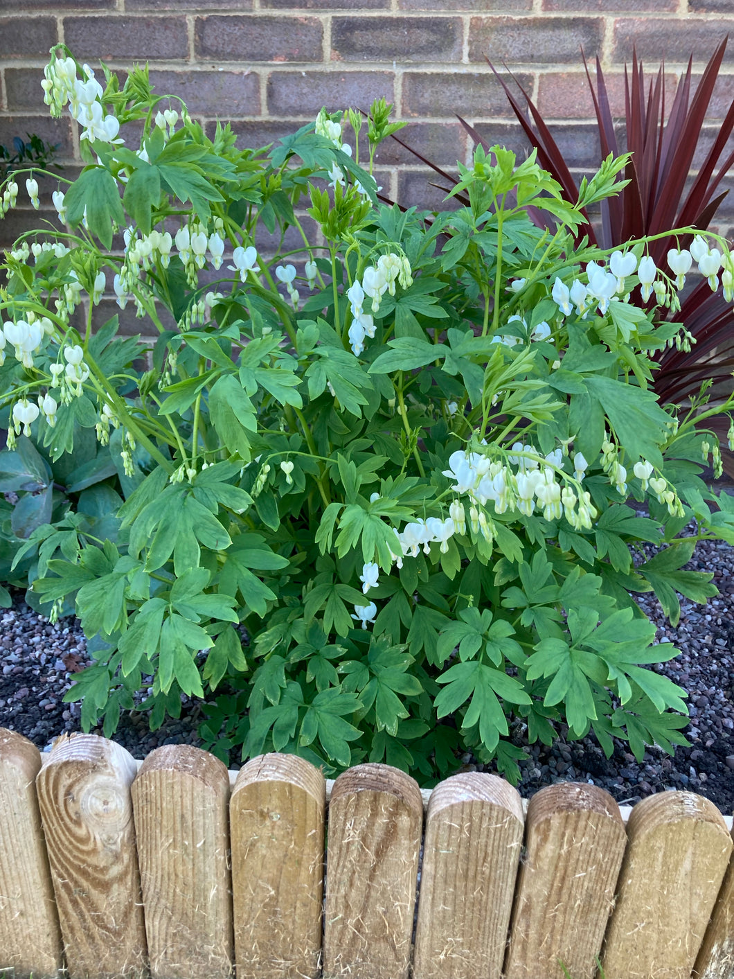 3 budding roots of Dicentra spectablis alba (White Bleeding Heart) Includes Postage