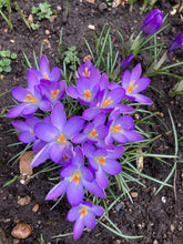 Load image into Gallery viewer, 30 bulbs of purple Crocus (Whitewell Purple) Includes Postage
