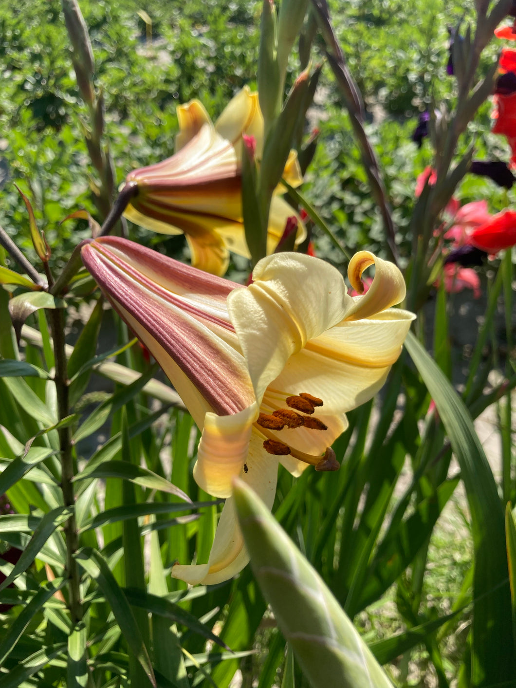 2 bulbs of gold-coloured Trumpet Lily (Golden Splendour) Includes Postage