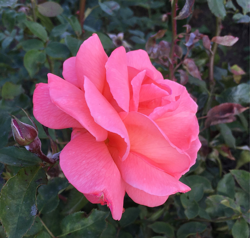 1 bare root Hybrid Tea Rose (Pink Favourite) Includes Postage