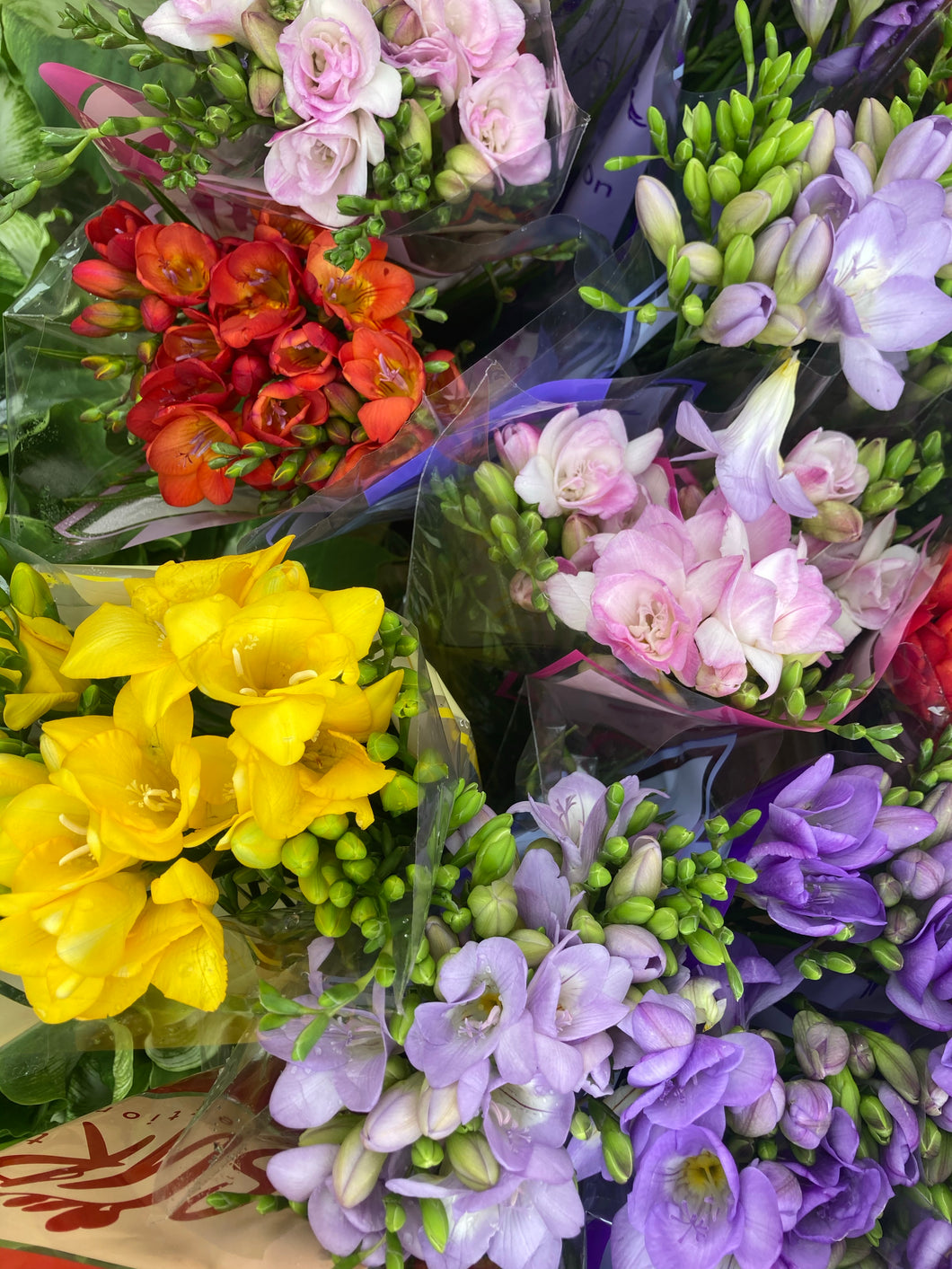 20 bulbs of Freesia (mixed colours) Includes Postage