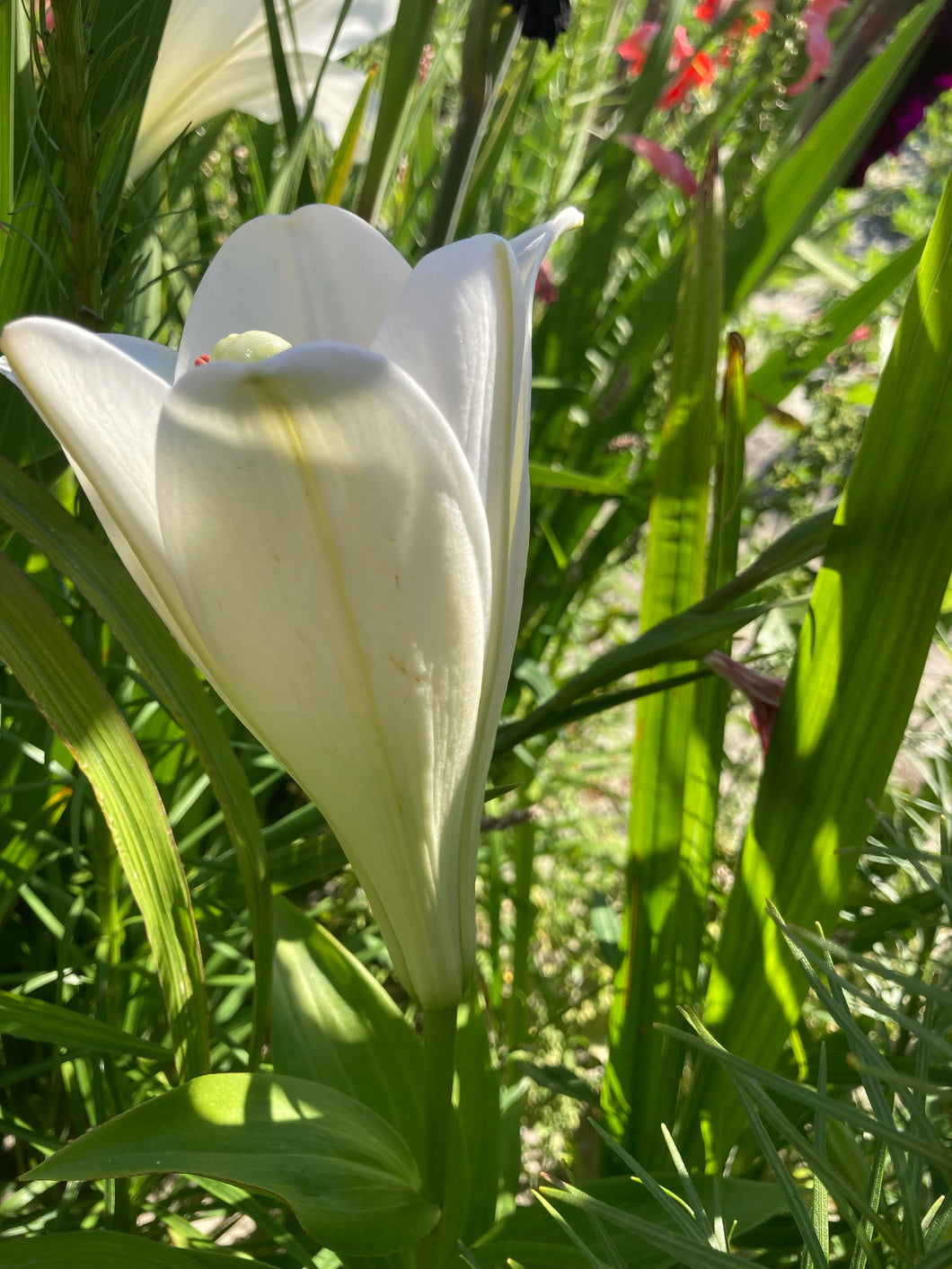 9 bulbs of Trumpet Lily (Lilium longiflorum) Includes Postage