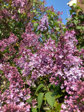 Load image into Gallery viewer, 1 Potted Plant of Syringa in 9cm Pot Includes Postage
