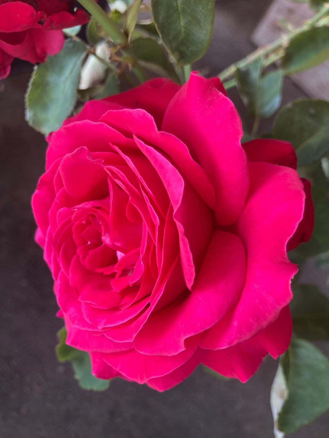 2 bare root Hybrid Tea Roses (Alec's Red) Includes Postage