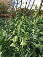Load image into Gallery viewer, 2 bulbs of Fritillaria persica (Green Dreams) Includes Postage

