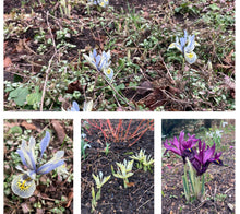 Load image into Gallery viewer, 10 bulbs of dwarf Iris/Iris reticulata (mixed varieties) Includes Postage
