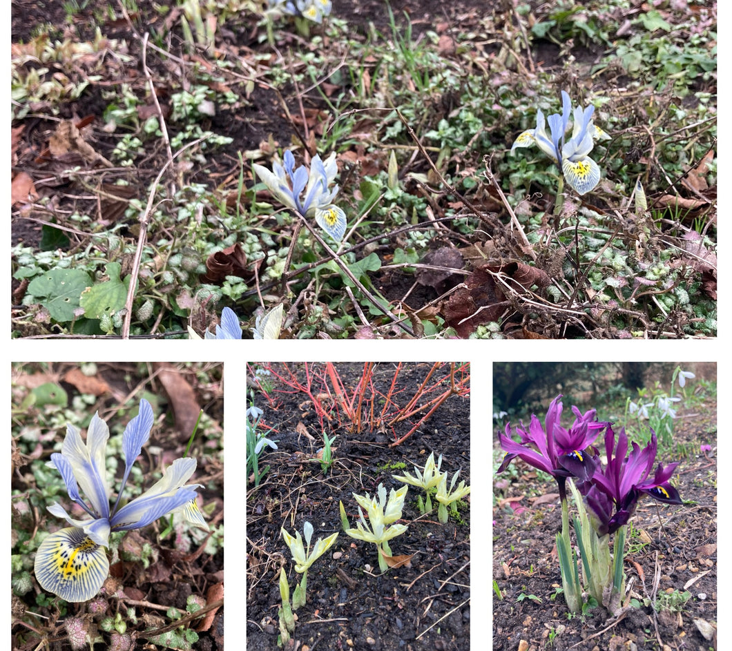 10 bulbs of dwarf Iris/Iris reticulata (mixed varieties) Includes Postage