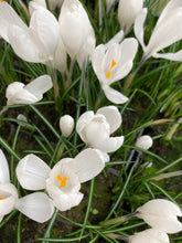 Load image into Gallery viewer, 50 bulbs of white Crocus (Jeanne d&#39;Arc) Includes Postage
