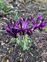 Load image into Gallery viewer, 10 bulbs of dwarf Iris/Iris reticulata (JS dijt) Includes Postage

