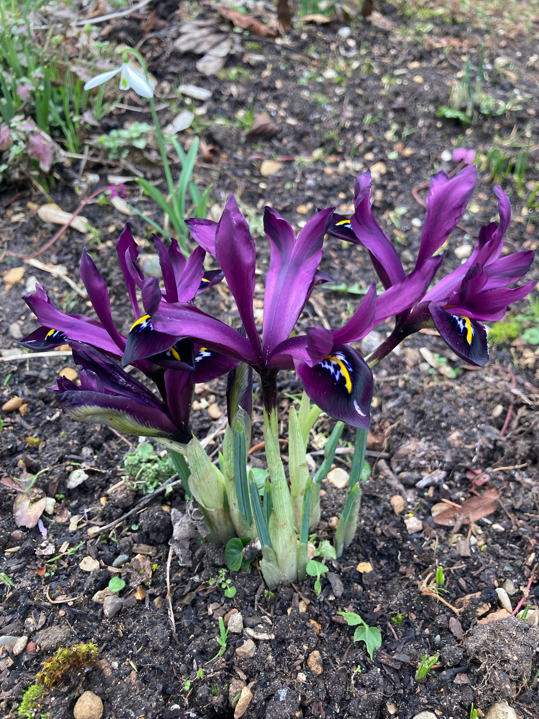 10 bulbs of dwarf Iris/Iris reticulata (JS dijt) Includes Postage