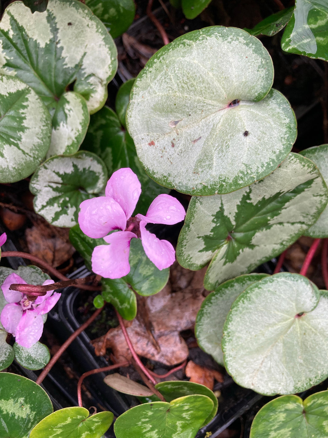 3 plants of pink Hardy Cyclamen (Cyclamen coum) Includes Postage