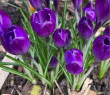 Load image into Gallery viewer, 20 bulbs of Purple Crocus (Flower Record) Includes Postage
