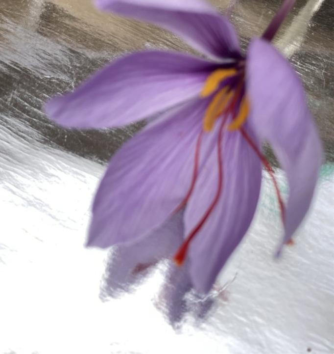 30 bulbs of Crocus sativus (Autumn Flowering Saffron/Saffron Crocus) Includes Postage