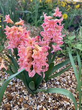 Load image into Gallery viewer, 50 bulbs of Hyacinth orientalis (Gypsy Queen) Includes Postage
