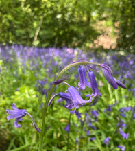 Load image into Gallery viewer, 20 bulbs of cultivated English Bluebell Includes Postage
