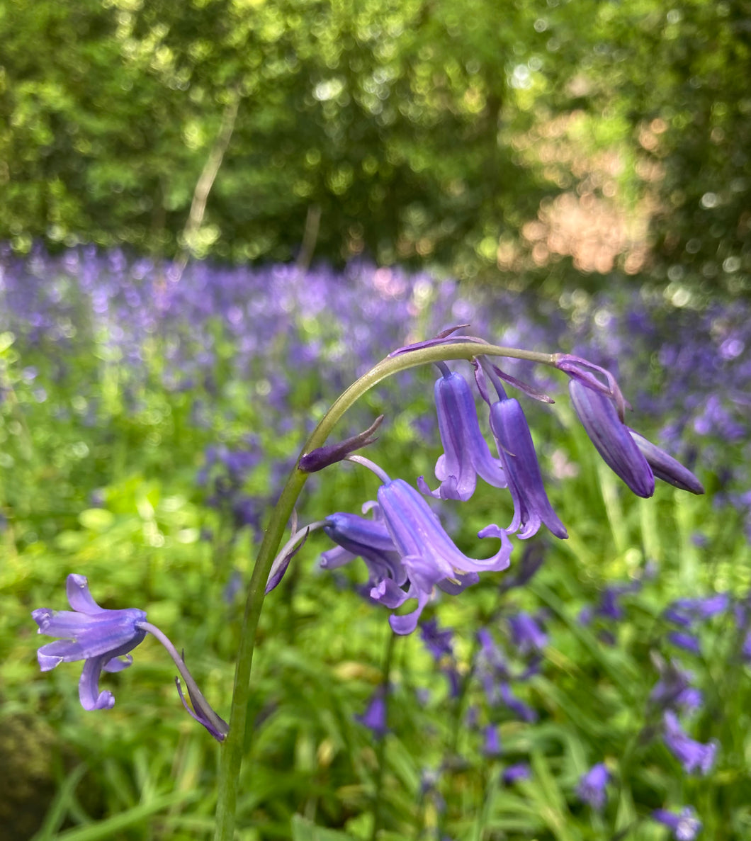 20 bulbs of cultivated English Bluebell Includes Postage