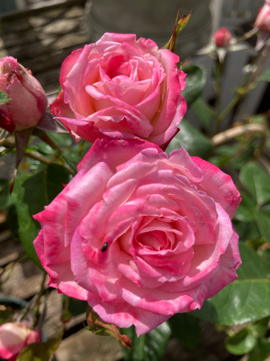 1 bare root Climbing Rose (Handel) Includes Postage