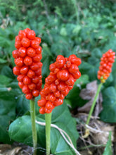 Load image into Gallery viewer, 2 tubers of Arum italicum (Italian Lords and Ladies) Includes Postage
